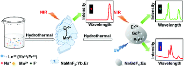 Graphical abstract: Dual mode emissions with enhanced green up-conversion luminescence by Gd3+ doping and down-conversion from Eu3+ in NaMnF3:Yb,Er@NaGdF4:Eu