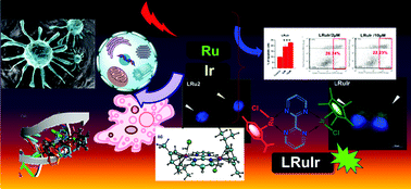 Graphical abstract: 2,2′-Bipyrimidine-based luminescent Ru(ii)/Ir(iii)–arene monometallic and homo- and hetero-bimetallic complexes for therapy against MDA-MB-468 and caco-2 cells