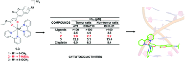 Graphical abstract: Cytotoxicity evaluation and DNA interaction of RuII-bipy complexes containing coumarin-based ligands