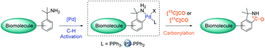 Graphical abstract: Synthesis and [*C]CO-labelling of (C,N) gem-dimethylbenzylamine–palladium complexes for potential applications in positron emission tomography