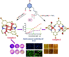 Graphical abstract: Azide-mediated unusual in situ transformation of Mannich base to Schiff–Mannich base and isolation of their Cu(ii) complexes: crystal structure, theoretical inspection and anticancer activities