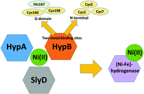 Graphical abstract: Metal specificity of the Ni(ii) and Zn(ii) binding sites of the N-terminal and G-domain of E. coli HypB