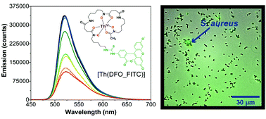 Graphical abstract: ThIV–Desferrioxamine: characterization of a fluorescent bacterial probe