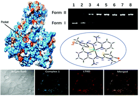 Graphical abstract: Synthesis, crystal structures, anticancer activities and molecular docking studies of novel thiazolidinone Cu(ii) and Fe(iii) complexes targeting lysosomes: special emphasis on their binding to DNA/BSA