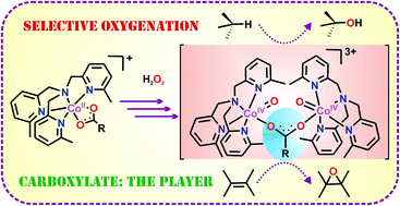 Graphical abstract: Selective oxygenation of C–H and C [[double bond, length as m-dash]] C bonds with H2O2 by high-spin cobalt(ii)-carboxylate complexes