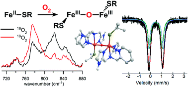 Graphical abstract: Electronic structures and spectroscopic signatures of diiron intermediates generated by O2 activation of nonheme iron(ii)–thiolate complexes