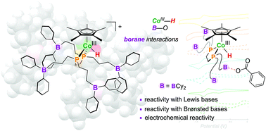 Graphical abstract: Preparation of a borane-appended Co(iii) hydride: evidence for metal–ligand cooperativity in O–H bond activation