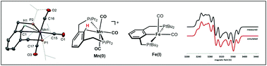 Graphical abstract: Manganese and iron PCP pincer complexes – the influence of sterics on structure and reactivity