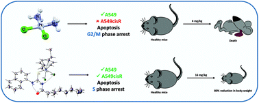 Graphical abstract: Impact of aliphatic acyl and aromatic thioamide substituents on the anticancer activity of Ru(ii)-p-cymene complexes with acylthiourea ligands—in vitro and in vivo studies