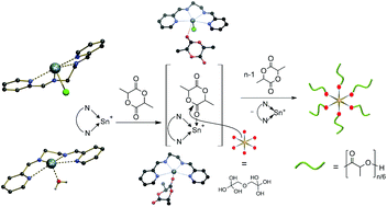 Graphical abstract: N-Donor stabilized tin(ii) cations as efficient ROP catalysts for the synthesis of linear and star-shaped PLAs via the activated monomer mechanism