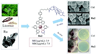 Graphical abstract: Synthesis and biological evaluation of ruthenium polypyridine complexes with 18β-glycyrrhetinic acid as antibacterial agents against Staphylococcus aureus