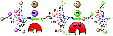 Graphical abstract: Eight coordinated mononuclear dysprosium complexes of heptadentate aminophenol ligands: the influence of the phenol substituents and the ancillary donors on the magnetic relaxation