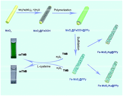 Graphical abstract: Fe doped MoS2/polypyrrole microtubes towards efficient peroxidase mimicking and colorimetric sensing application