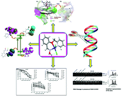 Graphical abstract: Evaluation of the anticancer activities with various ligand substituents in Co(ii/iii)-picolyl phenolate derivatives: synthesis, characterization, DFT, DNA cleavage, and molecular docking studies