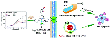 Graphical abstract: Terpyridine copper(ii) complexes as potential anticancer agents by inhibiting cell proliferation, blocking the cell cycle and inducing apoptosis in BEL-7402 cells