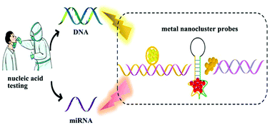 Graphical abstract: Progress of metal nanoclusters in nucleic acid detection