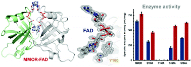 Graphical abstract: Elucidation of the electron transfer environment in the MMOR FAD-binding domain from Methylosinus sporium 5