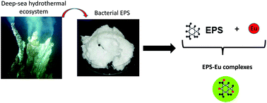 Graphical abstract: Complexation of europium(iii) with exopolysaccharides from a marine bacterium envisaged as luminescent probe in a theranostic approach