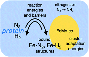 Graphical abstract: Structures and reaction dynamics of N2 and H2 binding at FeMo-co, the active site of nitrogenase