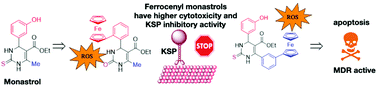 Graphical abstract: Impact of the ferrocenyl group on cytotoxicity and KSP inhibitory activity of ferrocenyl monastrol conjugates