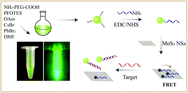 Graphical abstract: One-pot synthesis of stable and functional hydrophilic CsPbBr3 perovskite quantum dots for “turn-on” fluorescence detection of Mycobacterium tuberculosis