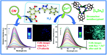 Graphical abstract: Idiosyncatic recognition of Zn2+ and CN− using pyrazolyl-hydroxy-coumarin scaffold and live cell imaging: depiction of luminescent Zn(ii)-metallocryptand