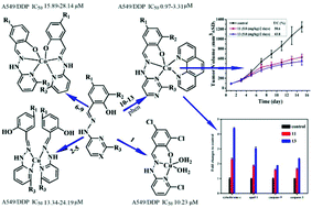 Graphical abstract: Discovery of thirteen cobalt(ii) and copper(ii) salicylaldehyde Schiff base complexes that induce apoptosis and autophagy in human lung adenocarcinoma A549/DDP cells and that can overcome cisplatin resistance in vitro and in vivo