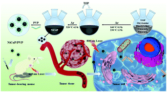 Graphical abstract: Ultra-small bimetallic phosphides for dual-modal MRI imaging guided photothermal ablation of tumors