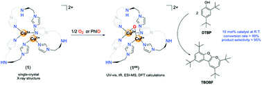 Graphical abstract: Tris(imidazolyl) dicopper(i) complex and its reactivity to exert the catalytic oxidation of sterically hindered phenol substrates via a [Cu2O]2+ core