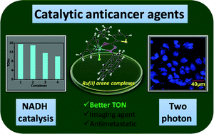 Graphical abstract: Pyrene-based fluorescent Ru(ii)-arene complexes for significant biological applications: catalytic potential, DNA/protein binding, two photon cell imaging and in vitro cytotoxicity