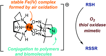 Graphical abstract: Iron(iv) complexes with tetraazaadamantane-based ligands: synthesis, structure, applications in dioxygen activation and labeling of biomolecules