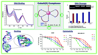 Graphical abstract: Mononuclear Co(ii) polypyridyl complexes: synthesis, molecular structure, DNA binding/cleavage, radical scavenging, docking studies and anticancer activities