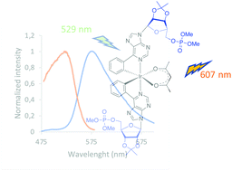 Graphical abstract: Phosphorescent Ir(iii) complexes derived from purine nucleobases