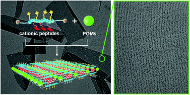 Graphical abstract: Cationic peptides template the assembly of polyoxometalates into ultrathin nanosheets with in-plane ordered arrangements