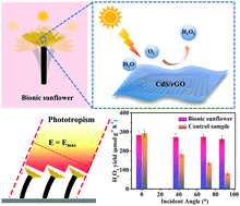Graphical abstract: The bionic sunflower: a bio-inspired autonomous light tracking photocatalytic system