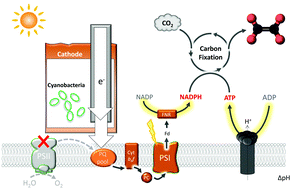 Graphical abstract: Exogenous electricity flowing through cyanobacterial photosystem I drives CO2 valorization with high energy efficiency