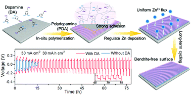 Graphical abstract: Bio-inspired design of an in situ multifunctional polymeric solid–electrolyte interphase for Zn metal anode cycling at 30 mA cm−2 and 30 mA h cm−2