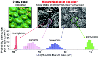 Graphical abstract: Highly efficient and durable solar thermal energy harvesting via scalable hierarchical coatings inspired by stony corals