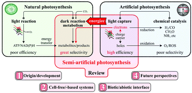 Graphical abstract: Panoramic insights into semi-artificial photosynthesis: origin, development, and future perspective