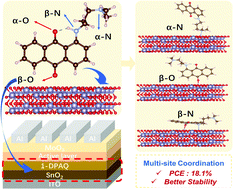 Graphical abstract: Efficient interface modification via multi-site coordination for improved efficiency and stability in organic solar cells