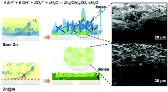 Graphical abstract: An anticorrosive zinc metal anode with ultra-long cycle life over one year