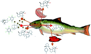 Graphical abstract: Bioconcentration of cedarwood oil constituents in rainbow trout