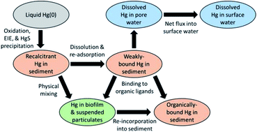 Graphical abstract: Use of sequential extraction and mercury stable isotope analysis to assess remobilization of sediment-bound legacy mercury