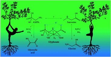 Graphical abstract: The fate of a hazardous herbicide: a DFT-based ab initio study on glyphosate degradation