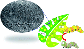 Graphical abstract: Sea urchin-like calcium borate microspheres and synergistic action with cholinesterase-inhibiting insecticides for ecofriendly Spodoptera littoralis control