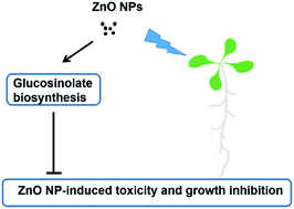 Graphical abstract: Involvement of glucosinolates in the resistance to zinc oxide nanoparticle-induced toxicity and growth inhibition in Arabidopsis