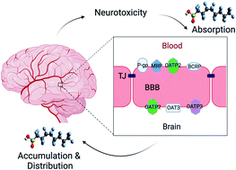 Graphical abstract: Absorption, distribution, and toxicity of per- and polyfluoroalkyl substances (PFAS) in the brain: a review