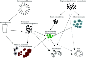 Graphical abstract: Review of ecotoxicological studies of widely used polystyrene nanoparticles
