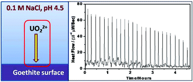 Graphical abstract: Elucidation of the sorbent role in sorption thermodynamics of uranium(vi) on goethite
