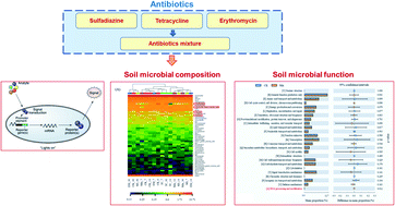 Graphical abstract: Toxicity assessment and microbial response to soil antibiotic exposure: differences between individual and mixed antibiotics